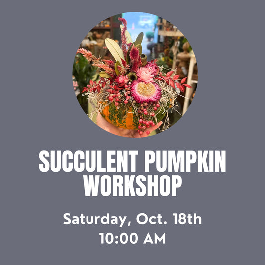 Succulent Pumpkin Workshop Saturday, October 18th at 10:00 AM