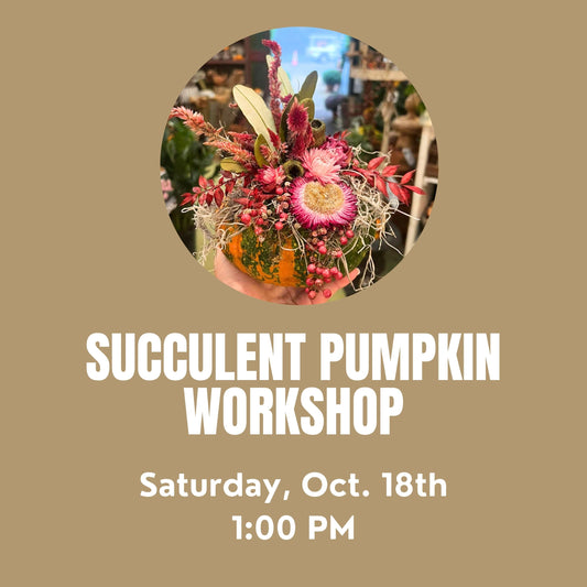 Succulent Pumpkin Workshop Saturday, October 18th at 1:00 PM