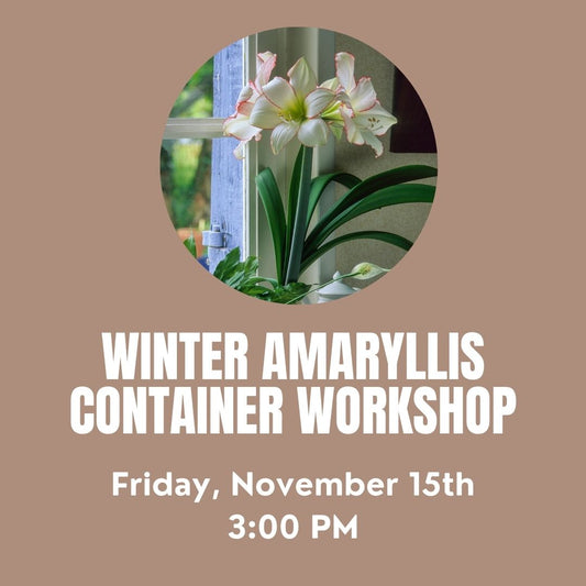 Winter Amaryllis Container Workshop 11/15 at 3:00 PM