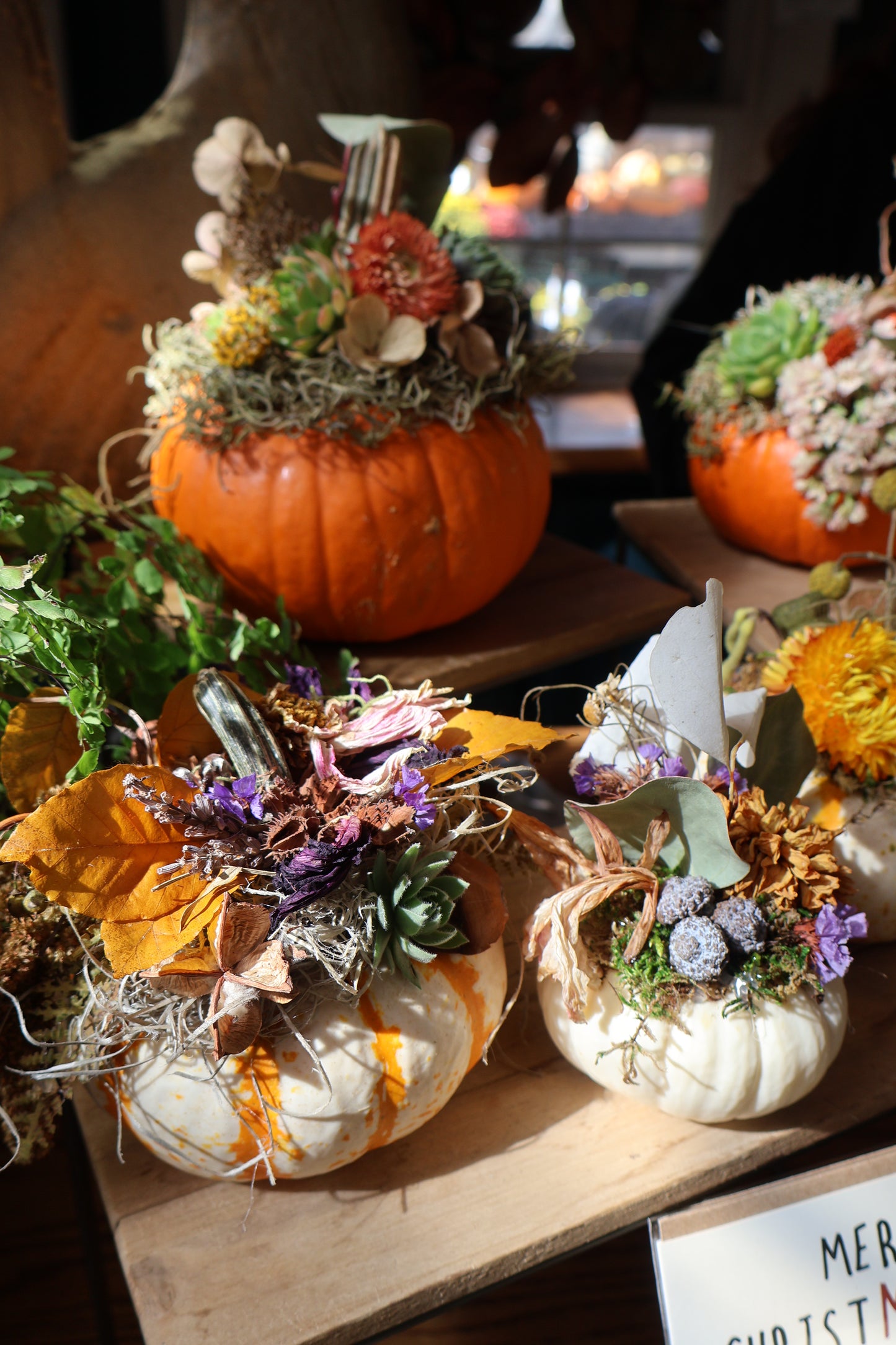 Large Succulent Pumpkin