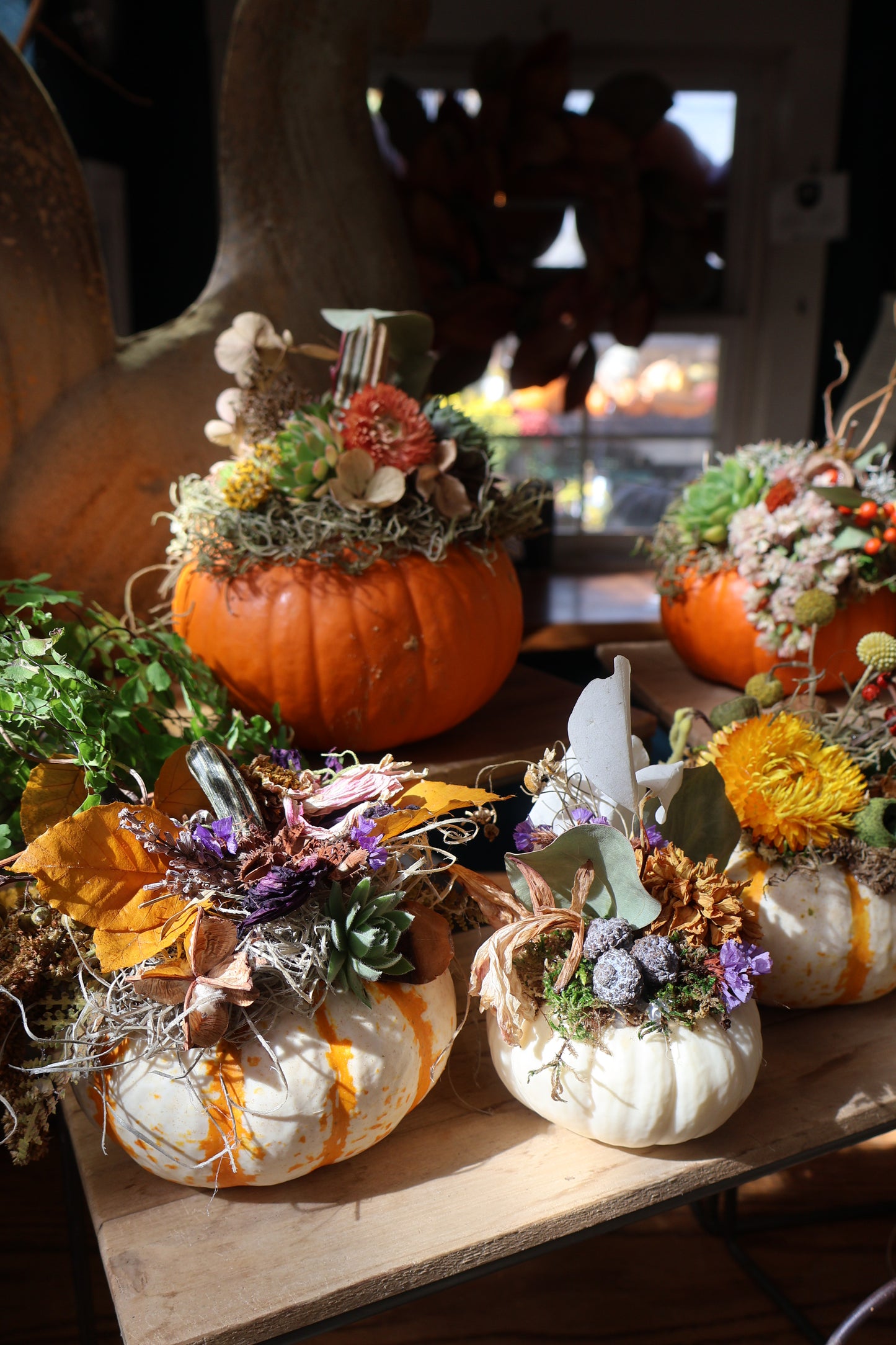 Small Succulent Pumpkin
