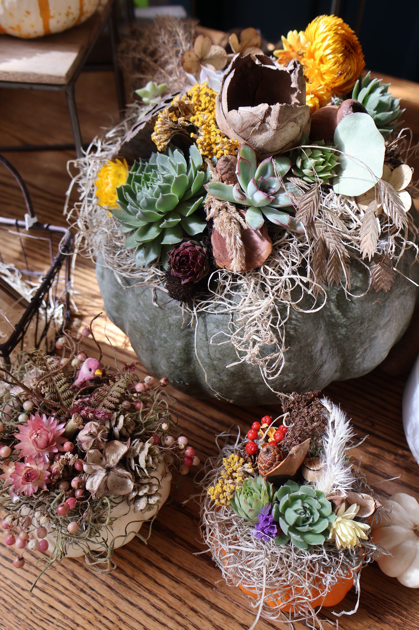 Small Succulent Pumpkin