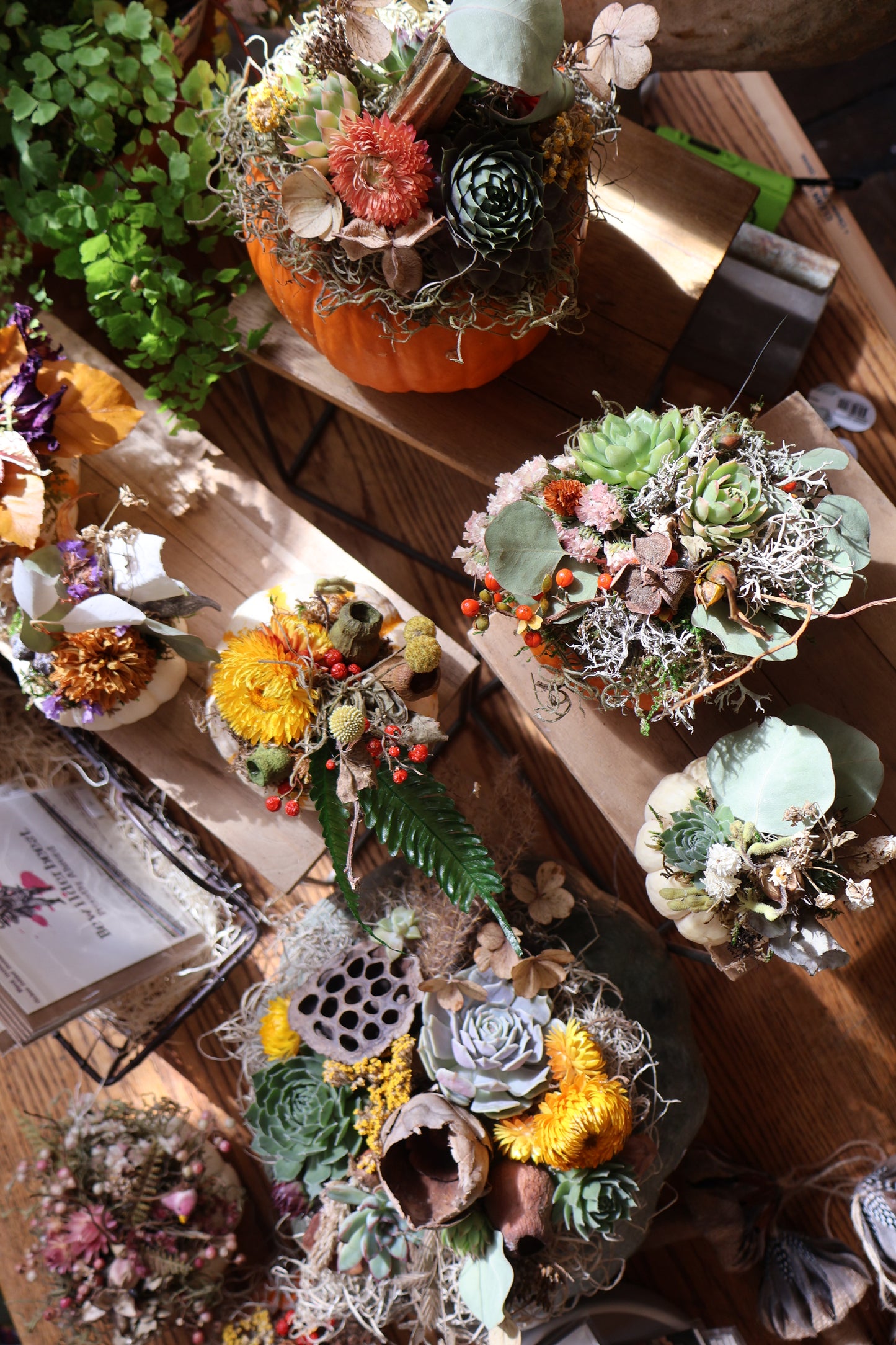 Small Succulent Pumpkin