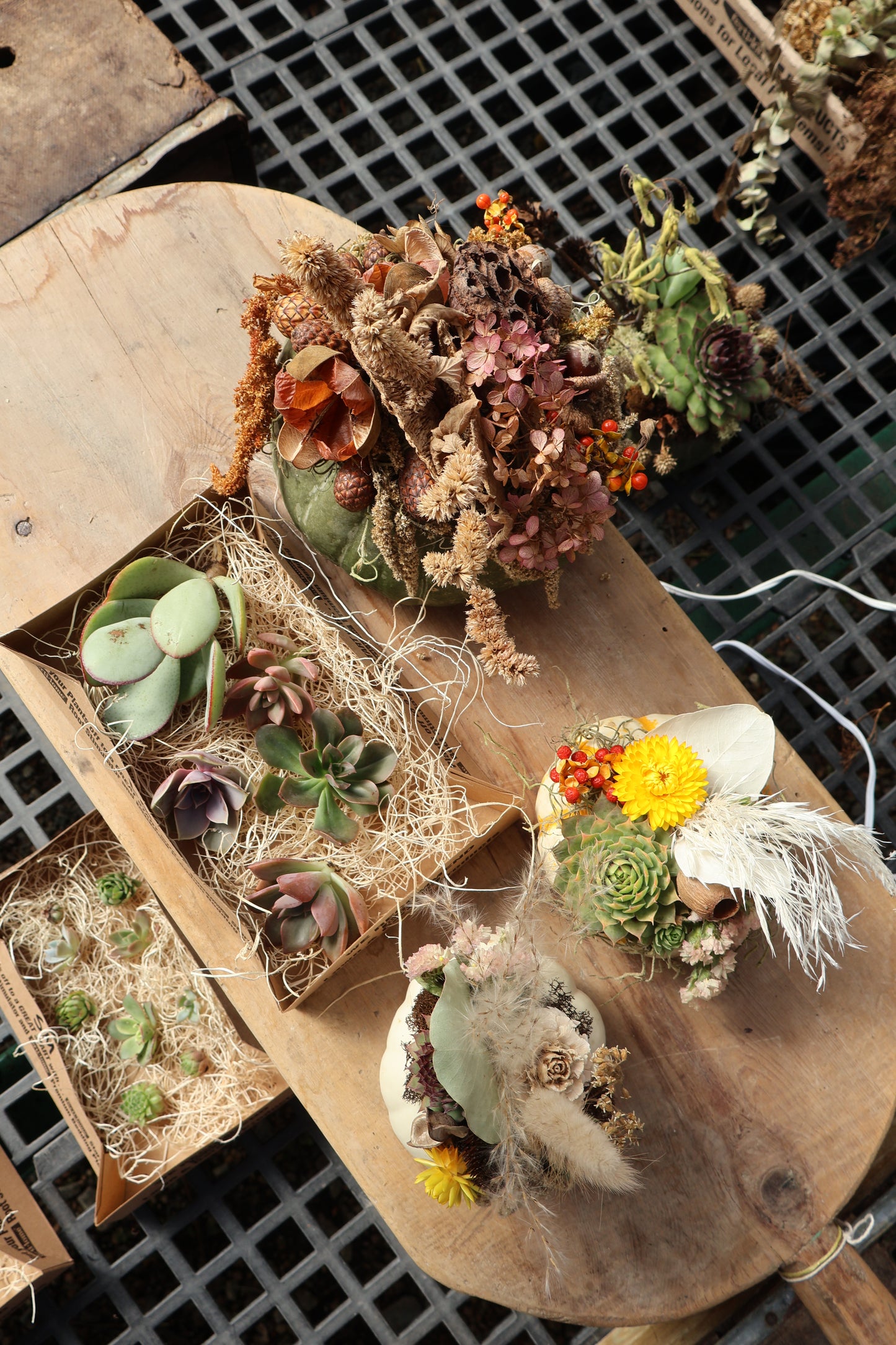 Large Succulent Pumpkin