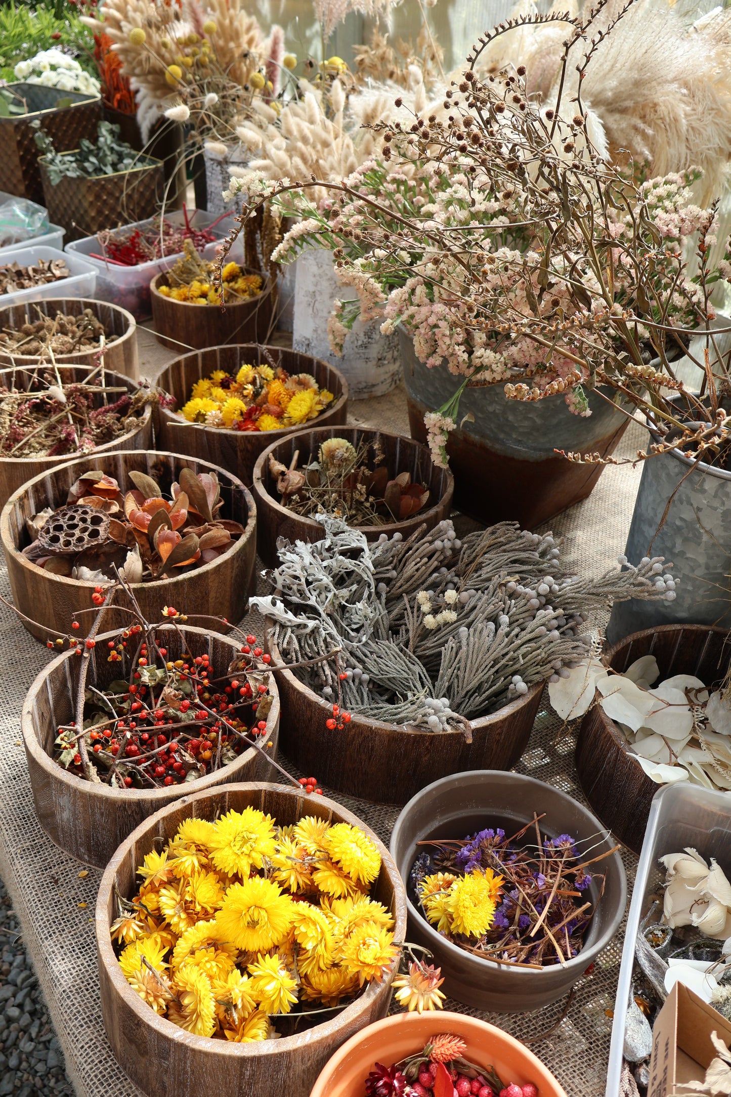 Small Succulent Pumpkin
