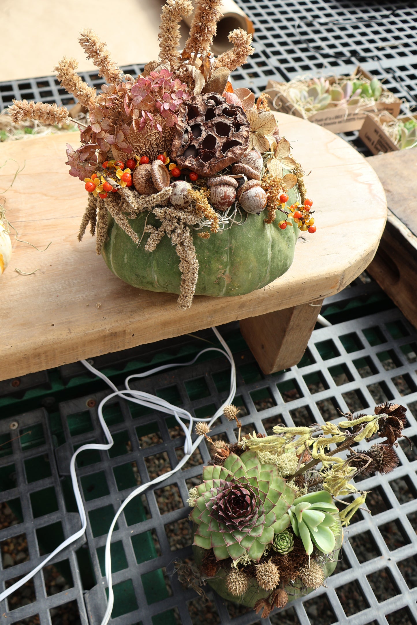 Large Succulent Pumpkin