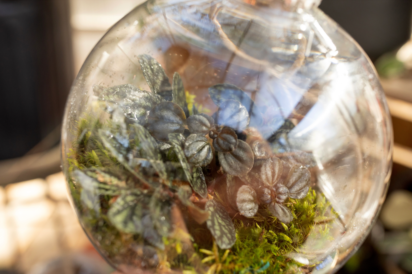 Terrarium Ornament Workshop with Izzy Hall 12/15 4:00 PM