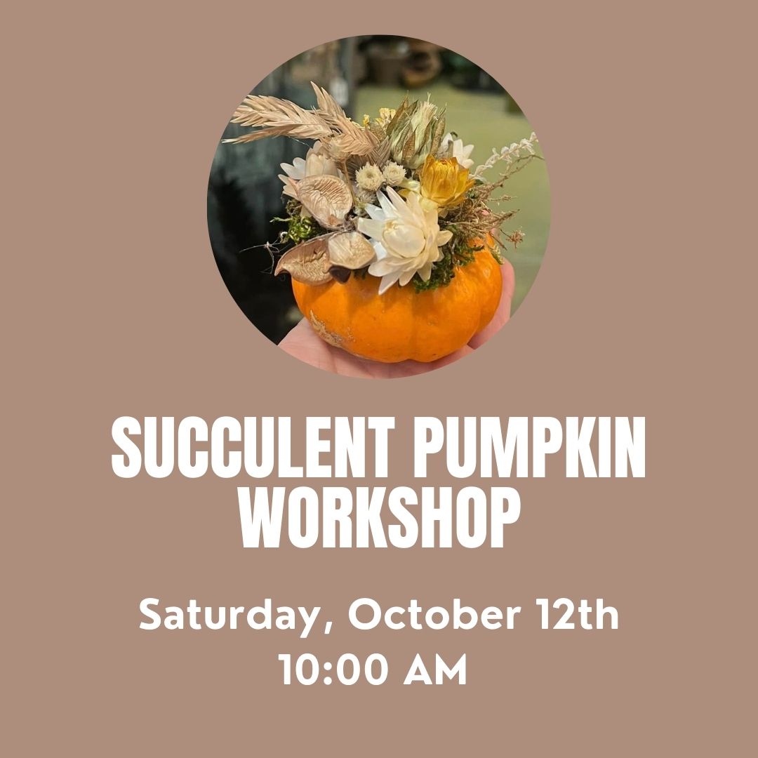 Succulent Pumpkin Workshop 10/12 10:00 AM